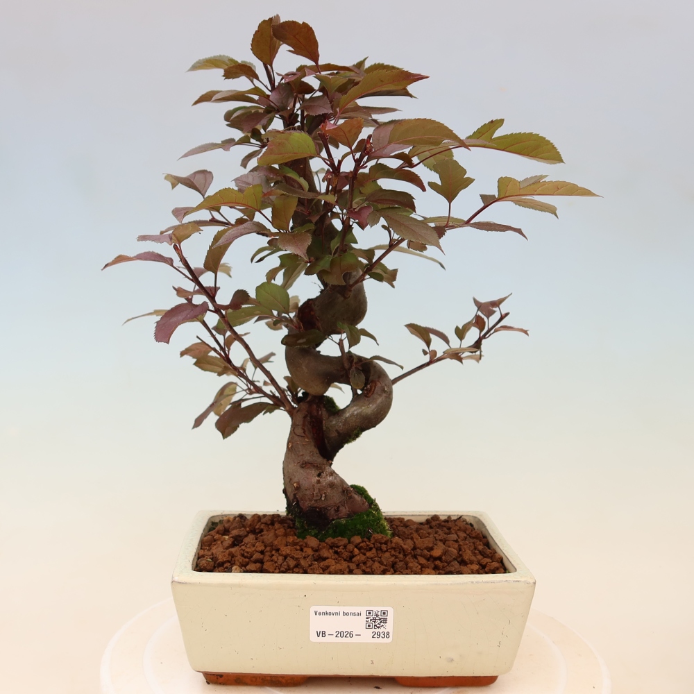 Outdoor-Bonsai -Malus domestica - Kleinfrüchtiger rotblättriger Apfelbaum