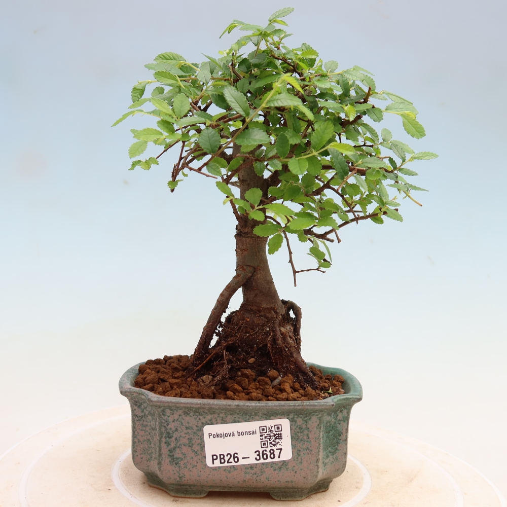 Zimmerbonsai - Ulmus parvifolia - Kleinblättrige Ulme