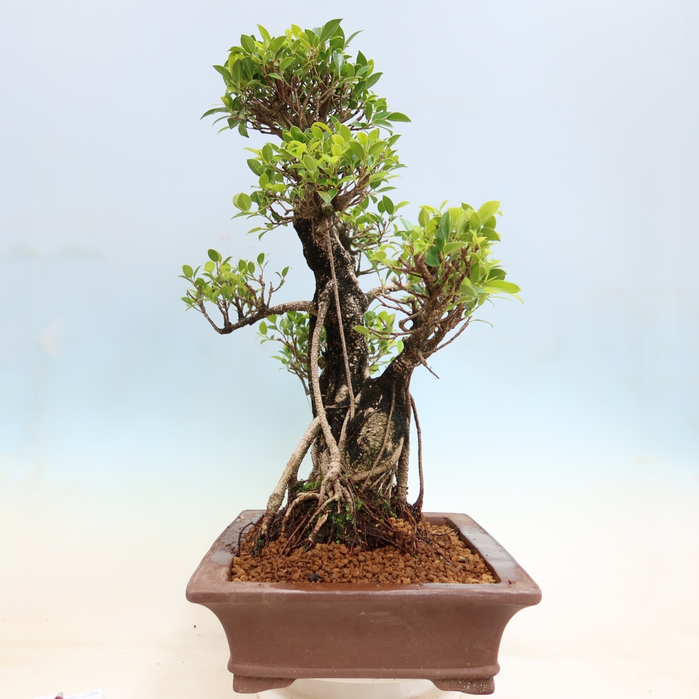 Zimmerbonsai - Ficus kimmen - Kleinblättriger Ficus