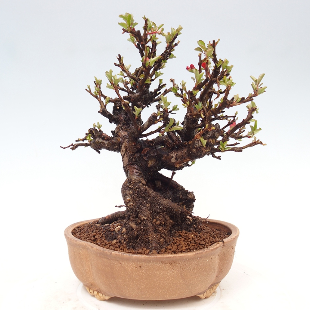 Bonsai für draußen - Chaneomeles speciosa - Quitte