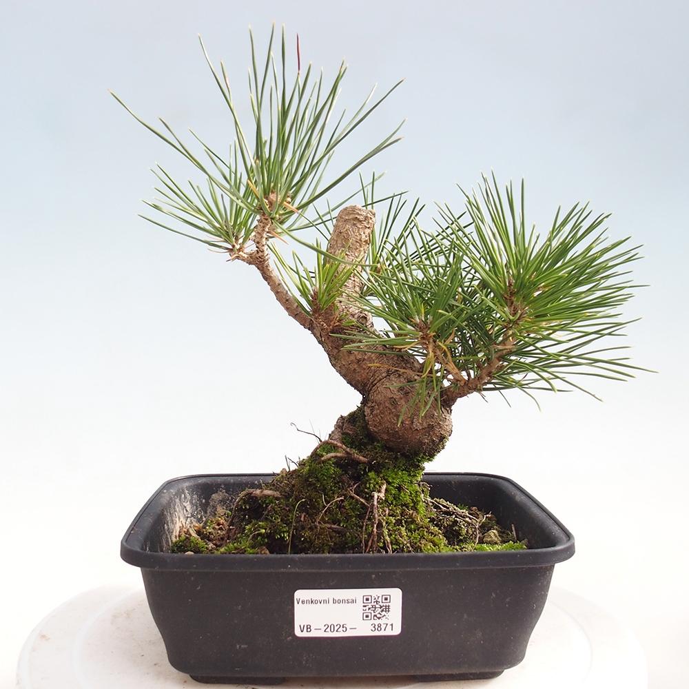 Bonsai für draußen - Pinus thunbergii - Thunberg-Kiefer