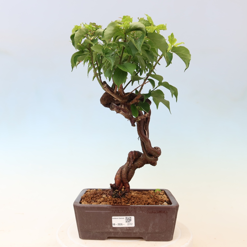 Bonsai für den Außenbereich – Japanischer Aprikosenbaum – Prunus Mume