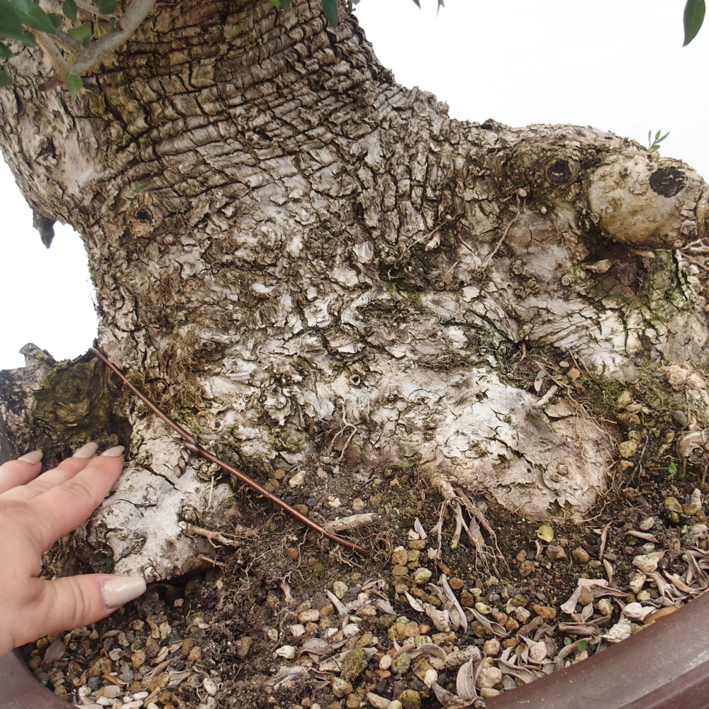 Zimmerbonsai - Olea europaea sylvestris