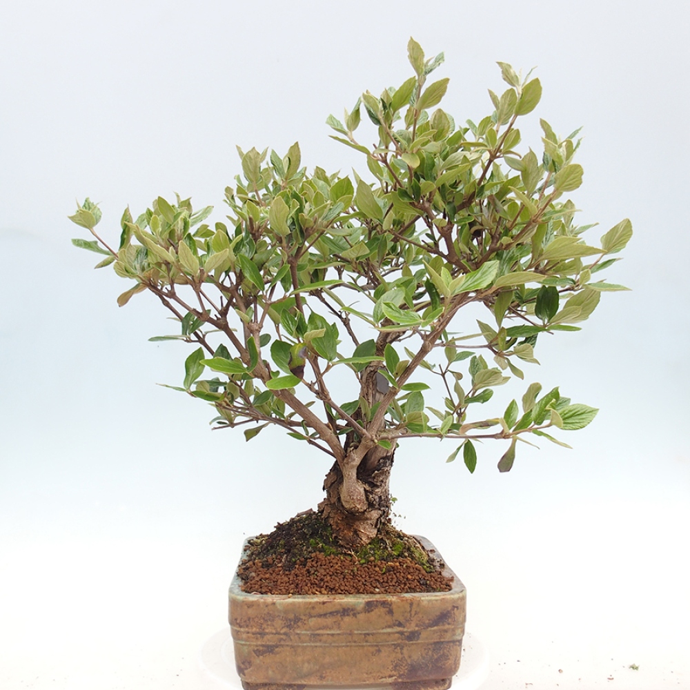 Bonsai für draußen - Kalina Bodnanská - Viburum carlesii hemsi