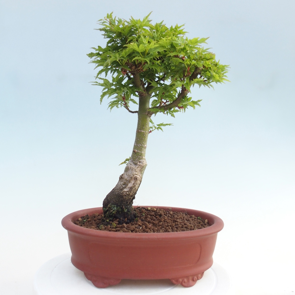 Bonsai für draußen -Javor-Palme Acer palmatum Shishigashira