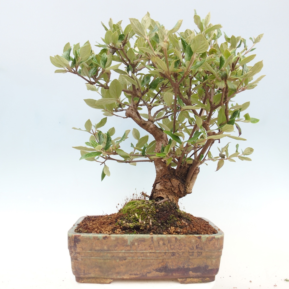 Bonsai für draußen - Kalina Bodnanská - Viburum carlesii hemsi