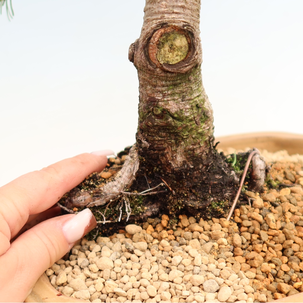 Bonsai für den Außenbereich – Pinus mugo Humpy – Zwergkiefer
