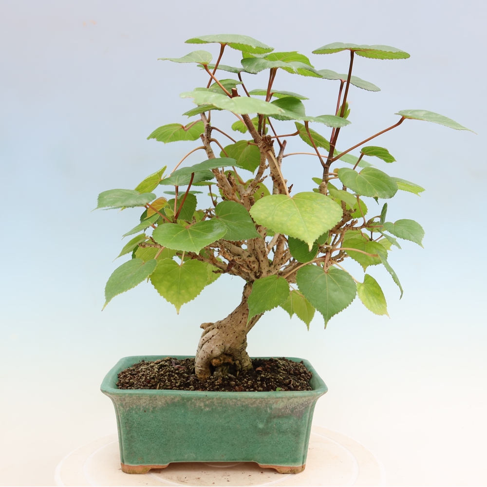 Zimmerbonsai - Hibiscus tiliaceus - Meeres-Hibiskus