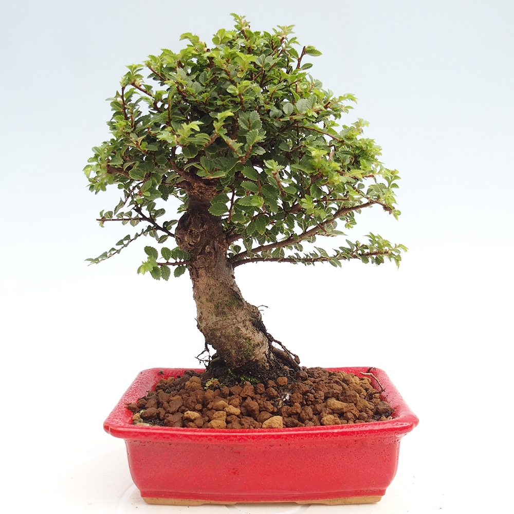 Bonsai für draußen - Ulmus parvifolia Hokkaido - Chinesische Ulme