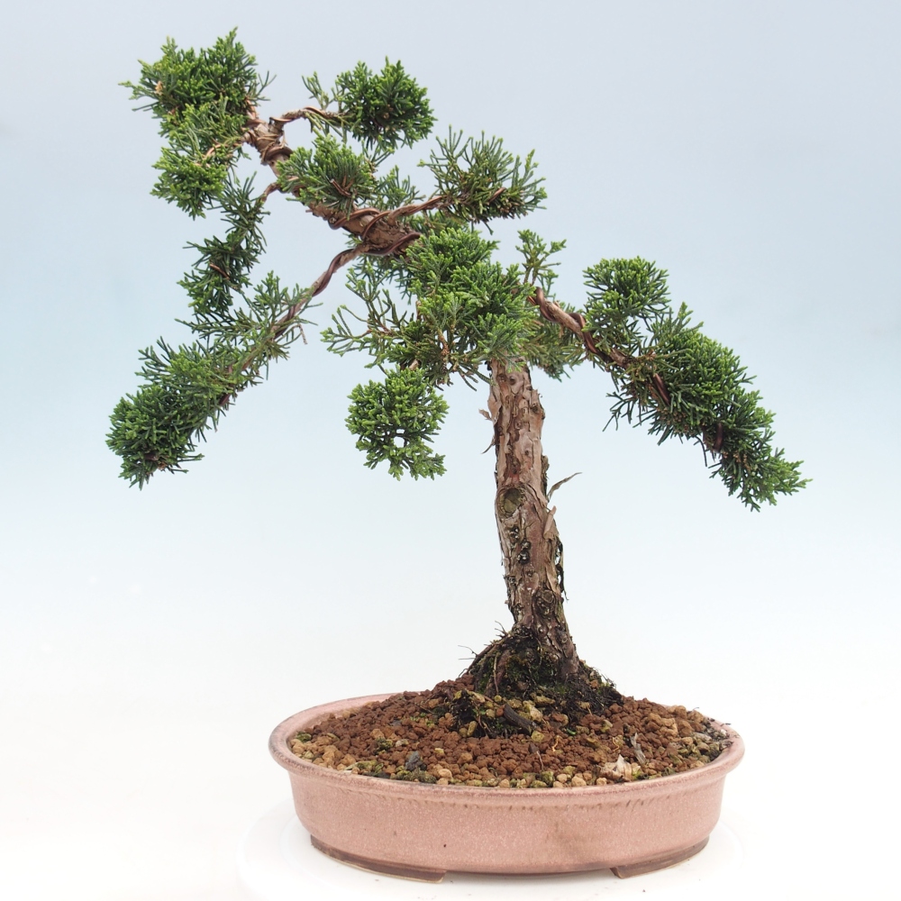 Bonsai für draußen - Juniperus chinensis Kishu