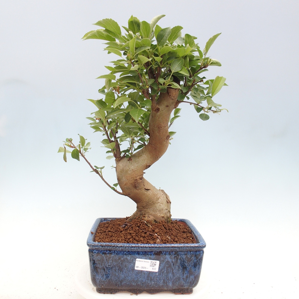 Outdoor-Bonsai -Malus halliana - Kleinfrüchtiger Apfelbaum