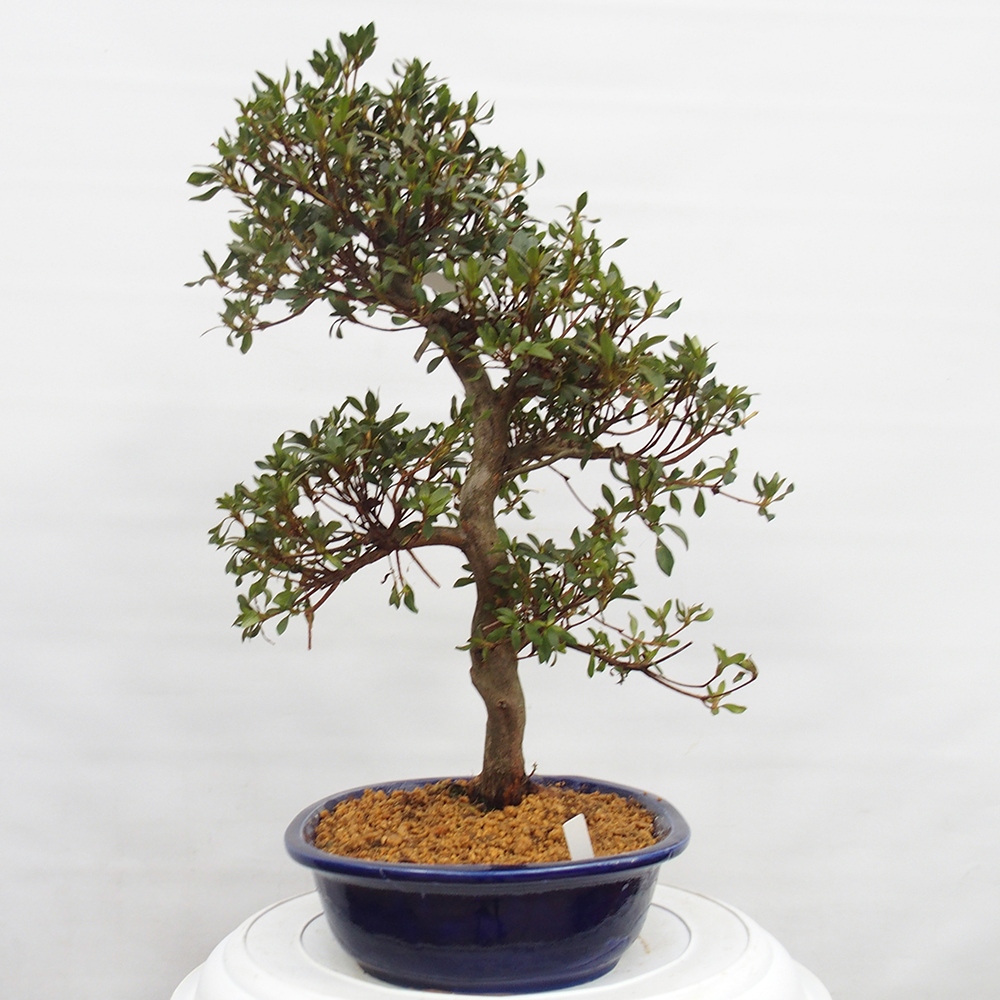 Bonsai für draußen - Japanische Azalee - Azalee CHIHIRO