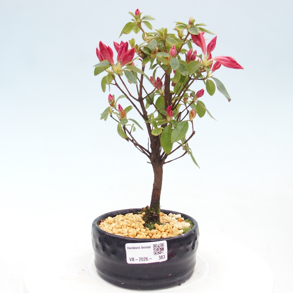 Bonsai für draußen - Japanische Azalee - Azalea sp.