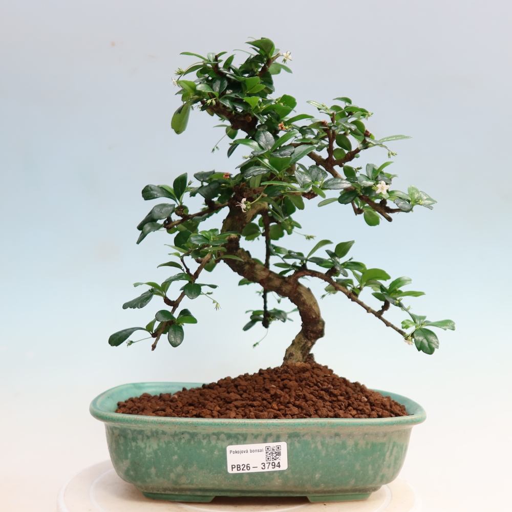 Zimmer-Bonsai - Carmona macrophylla - Tee-Fuki