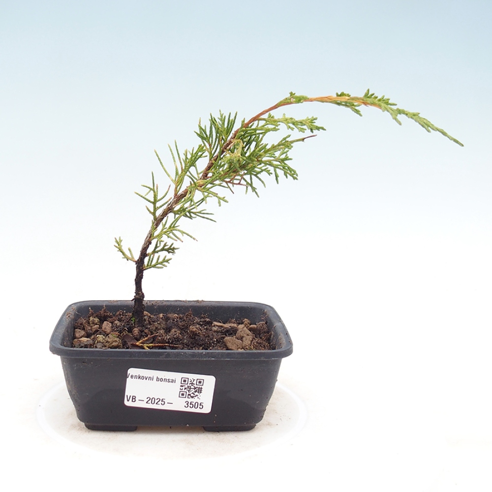 Bonsai für draußen - Juniperus chinensis Itoigawa