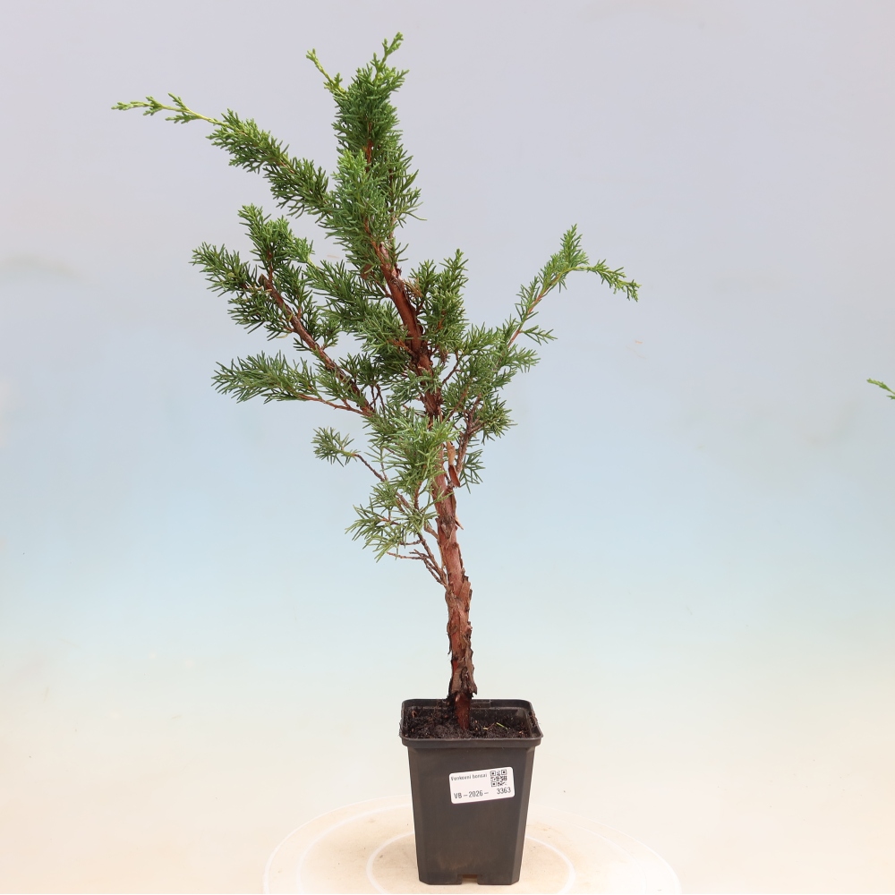 Bonsai für draußen - Juniperus chinensis Kishu
