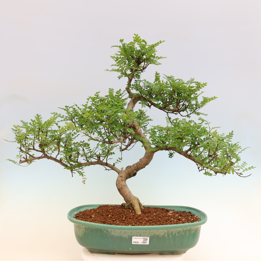 Zimmer Bonsai - Zantoxylum piperitum - Pfefferbaum
