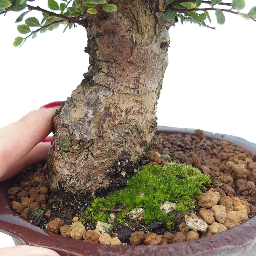Bonsai für draußen - Ulmus parvifolia Hokkaido - Chinesische Ulme