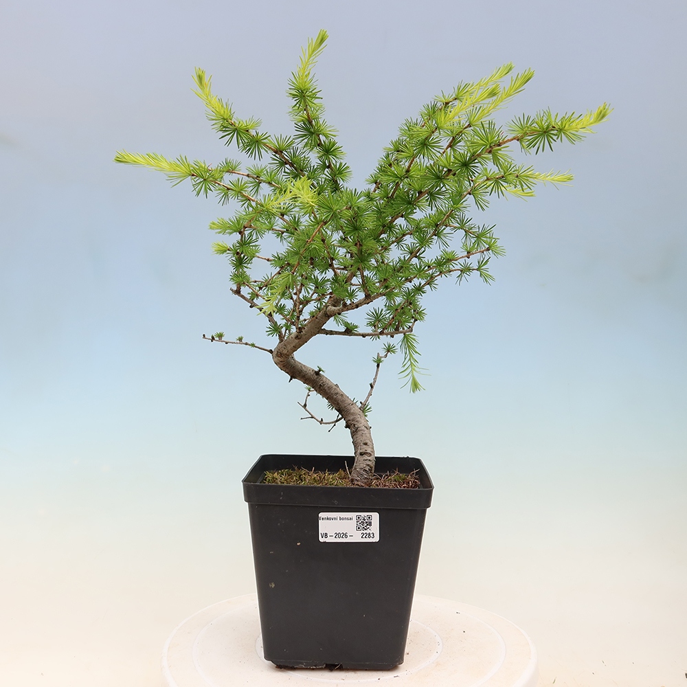 Bonsai für draußen -Larix decidua - Lärche