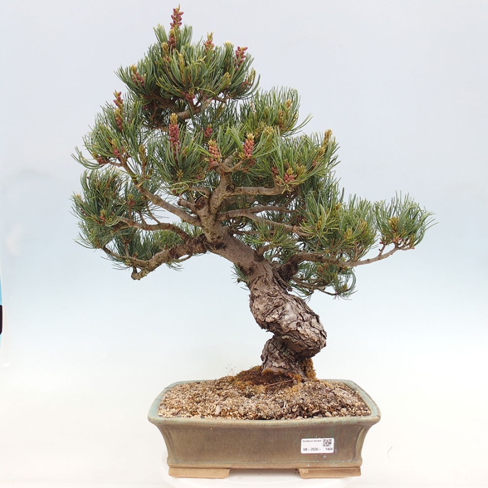 Bonsai für draußen - Pinus parviflora - Pinus parviflora