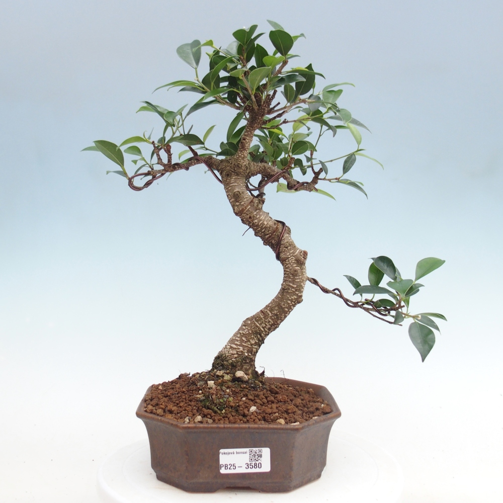 Zimmerbonsai - Ficus retusa - Kleinblättriger Ficus