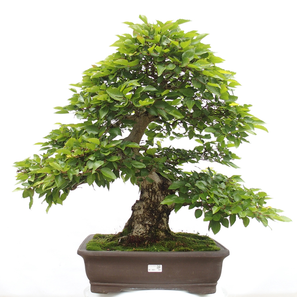 Bonsai für draußen -Carpinus CARPINOIDES - Koreanische Hainbuche