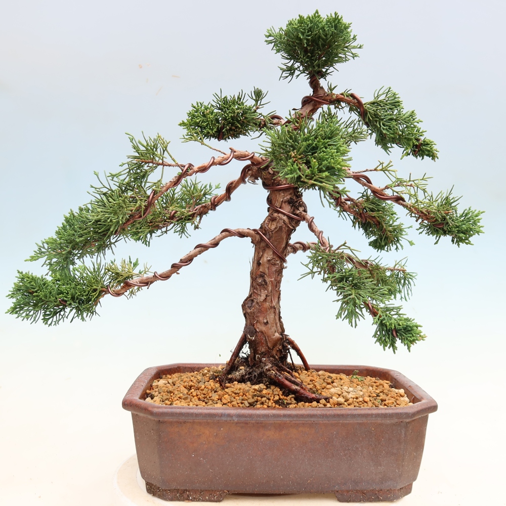Bonsai für draußen - Juniperus chinensis Kishu