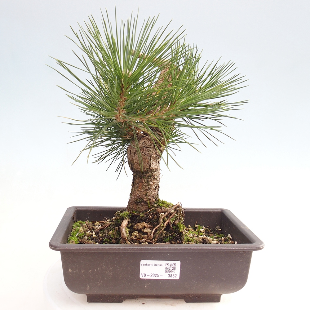 Bonsai für draußen - Pinus thunbergii - Thunberg-Kiefer