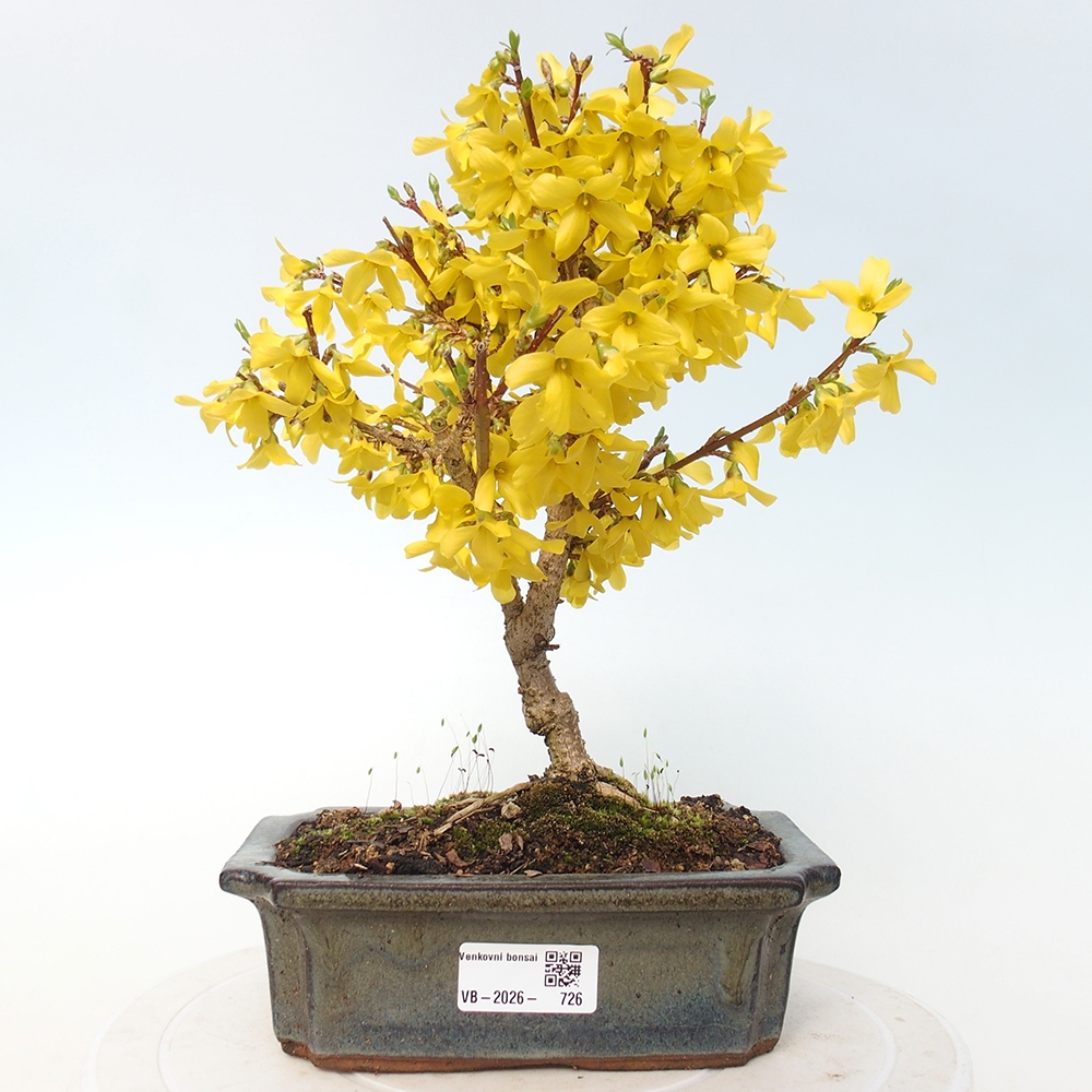 Bonsai für draußen - Zlatice - Forsythia intermedia