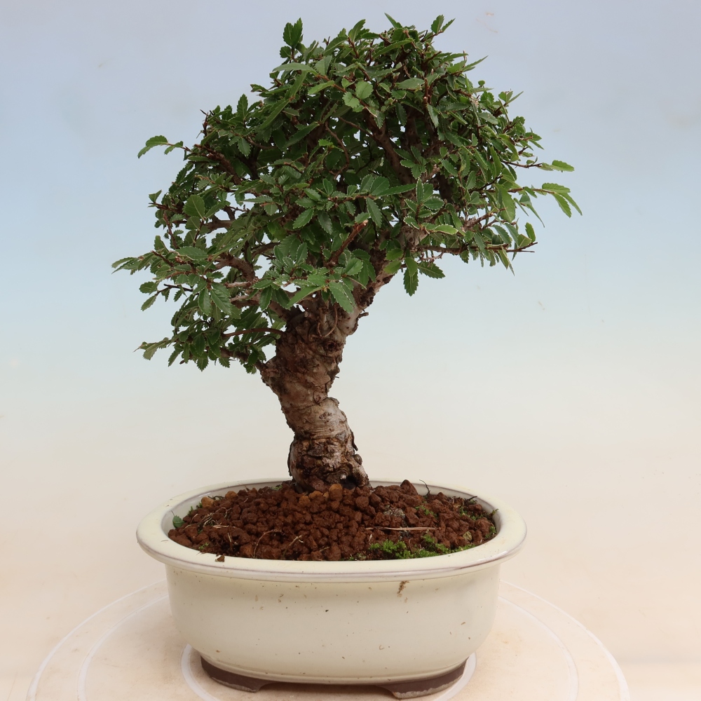 Bonsai für draußen - Zelkova - Zelkova NIRE