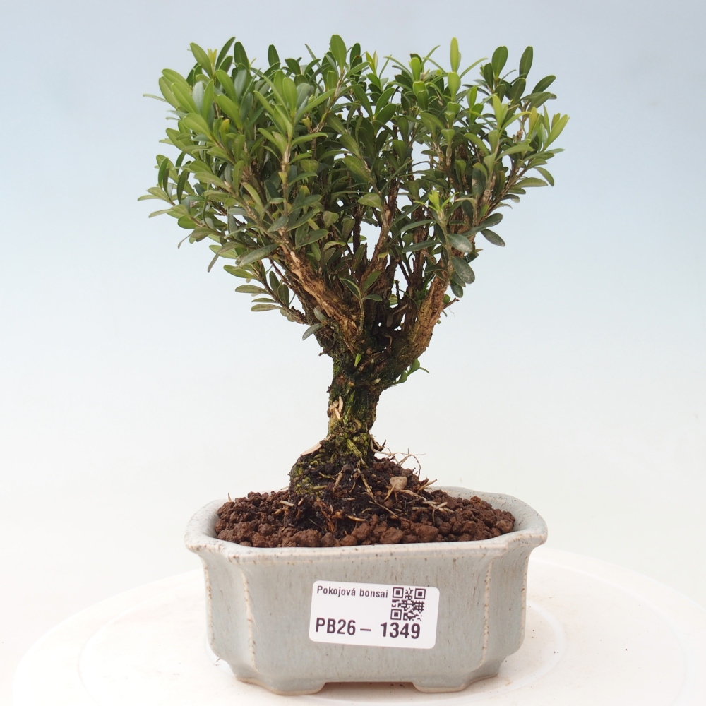 Zimmer Bonsai - Buxus harlandii - Korkbuxus