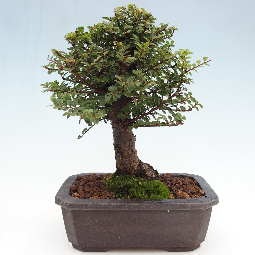 Bonsai für draußen - Ulmus parvifolia Hokkaido - Chinesische Ulme