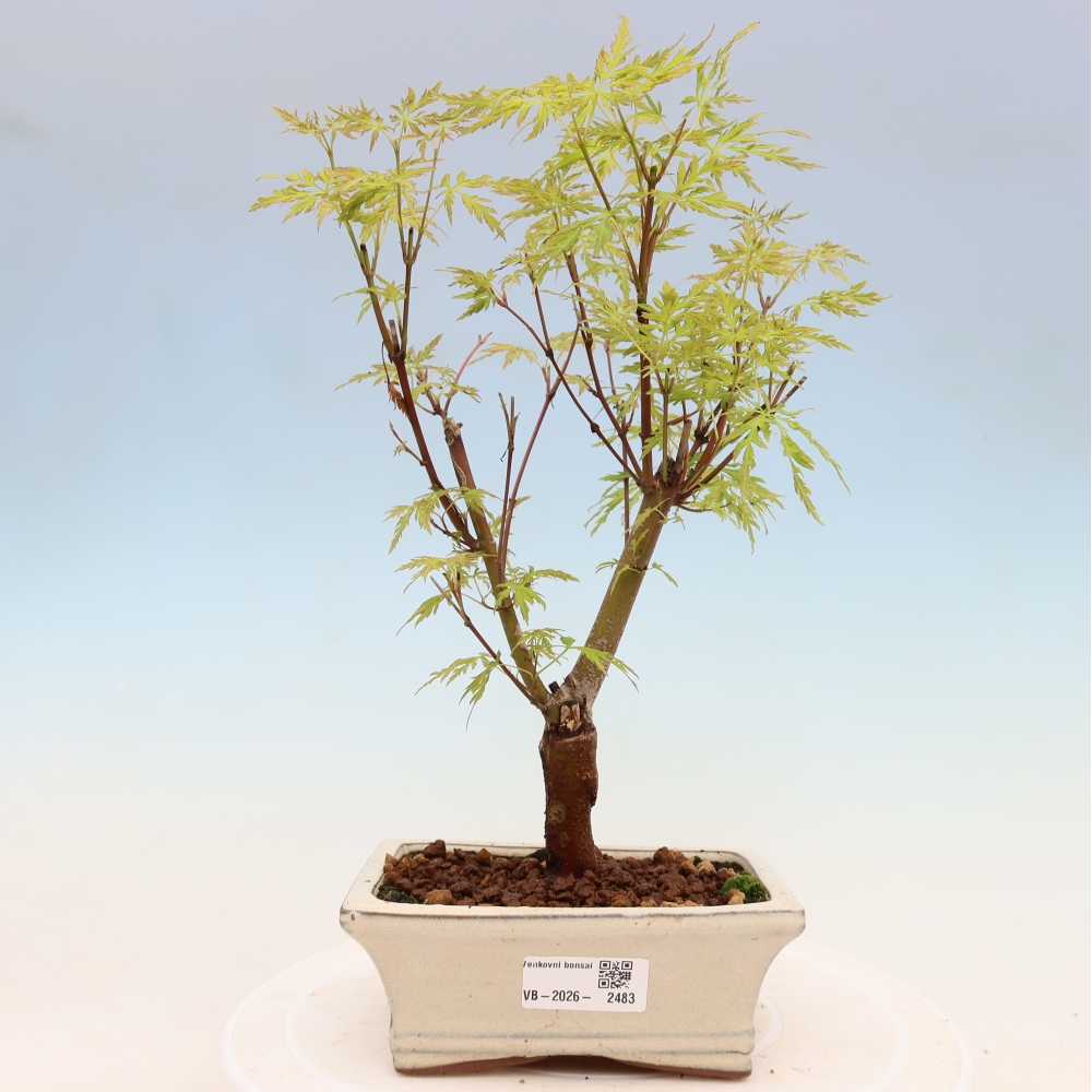Bonsai für draußen - Acer palmatum Dissectum