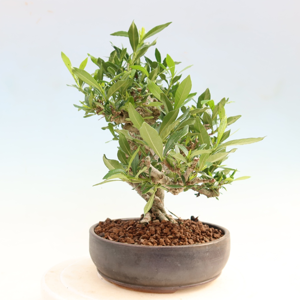 Zimmer Bonsai - Gardenia jasminoides-Gardenia