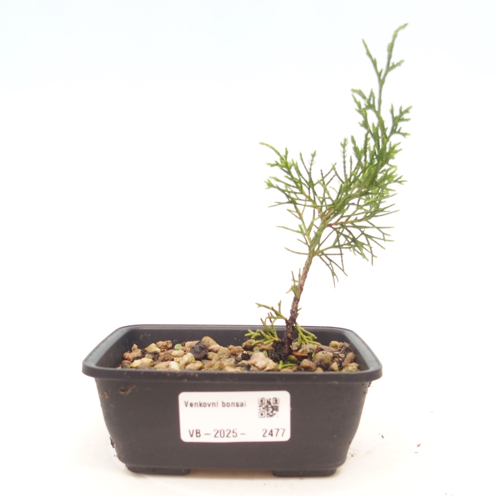 Bonsai für draußen - Juniperus chinensis Itoigawa
