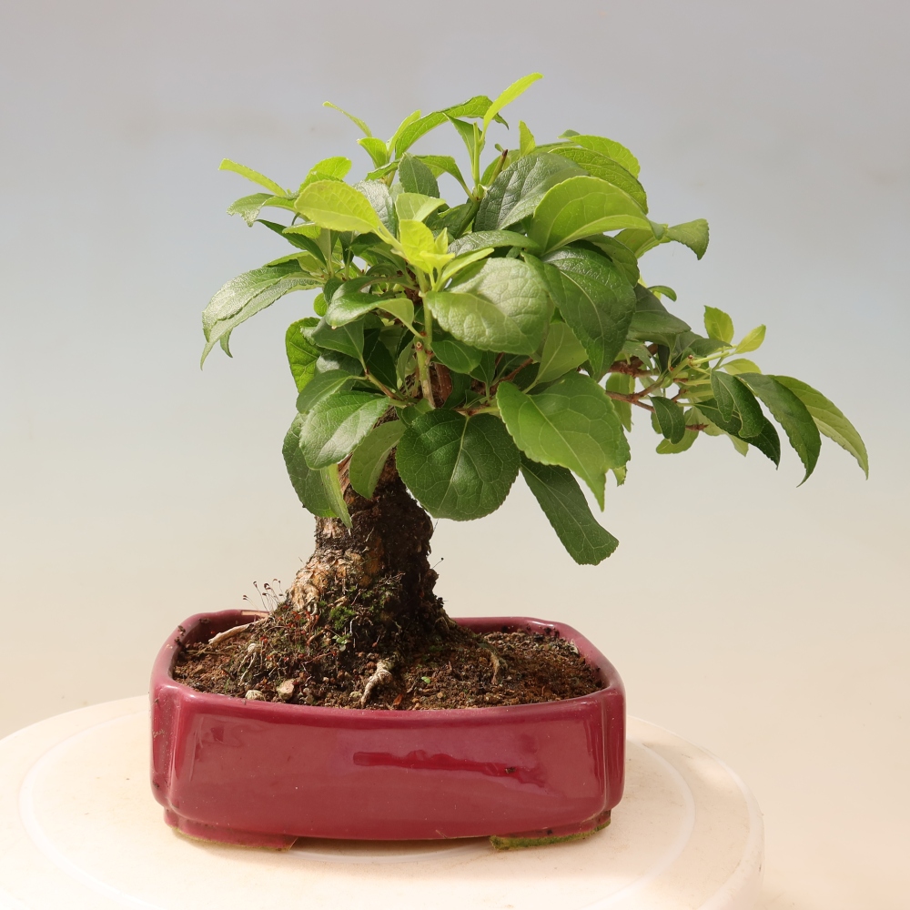 Bonsai für draußen - Celastrus orbiculatus