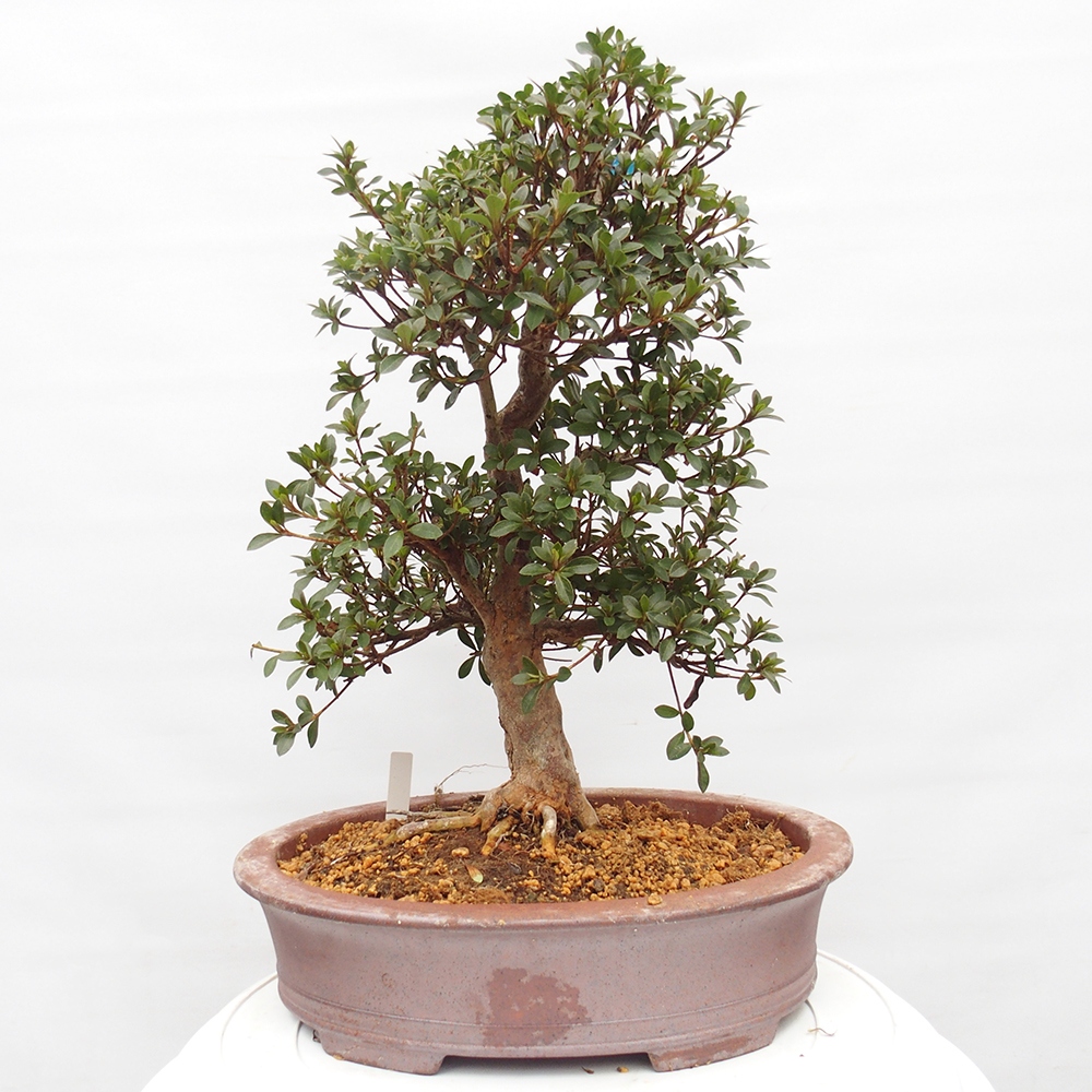 Bonsai für draußen - Japanische Azalee - Azalee Hanatsuzuri