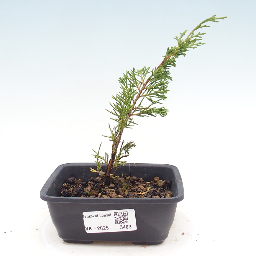 Bonsai für draußen - Juniperus chinensis Itoigawa