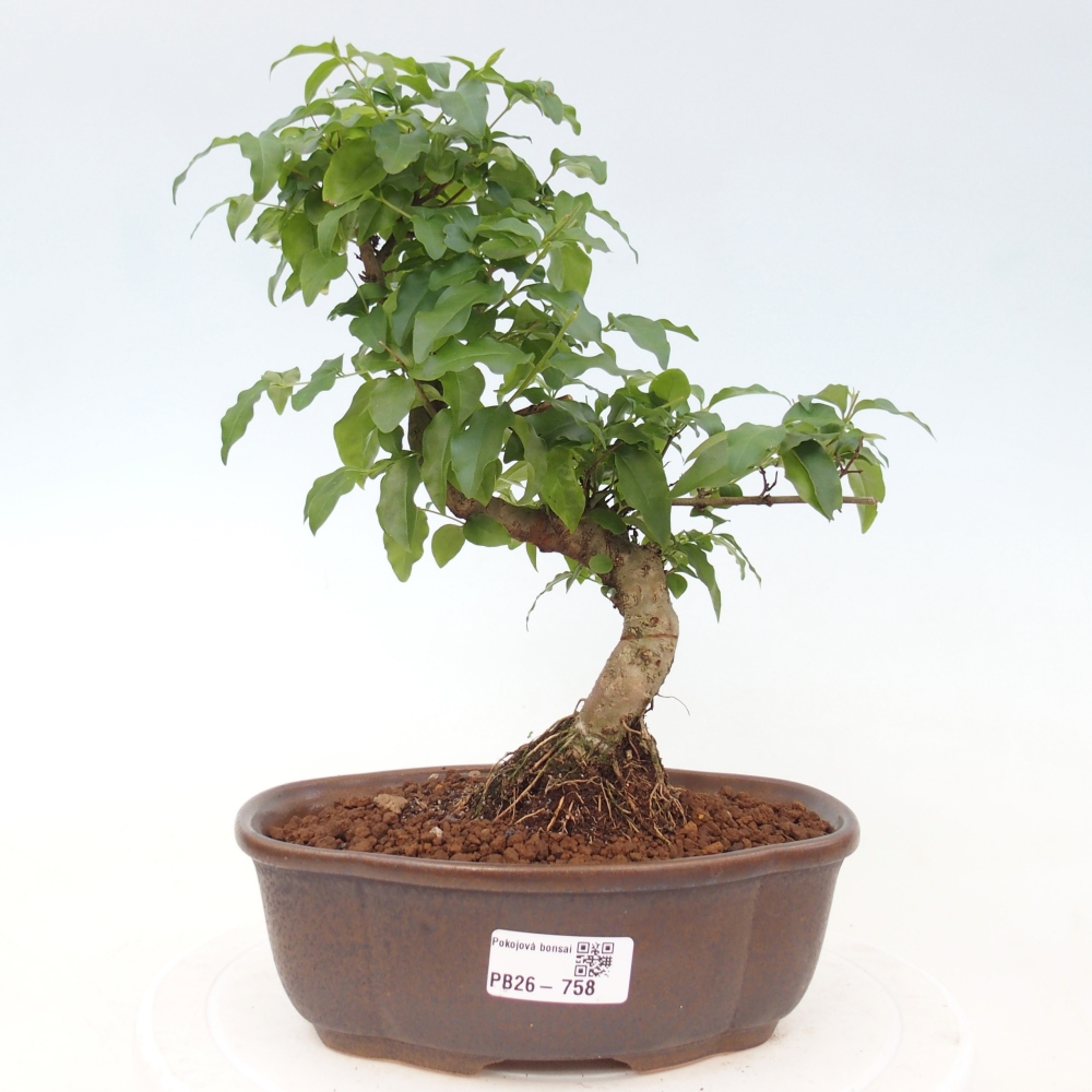 Zimmer Bonsai -Ligustrum chinensis - Vogelschnabel