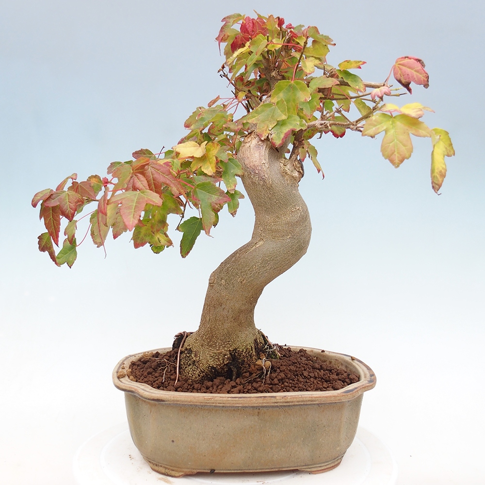 Bonsai für draußen - Acer Buergerianum - Bergahorn