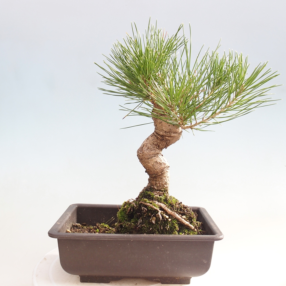 Bonsai für draußen - Pinus thunbergii - Thunberg-Kiefer