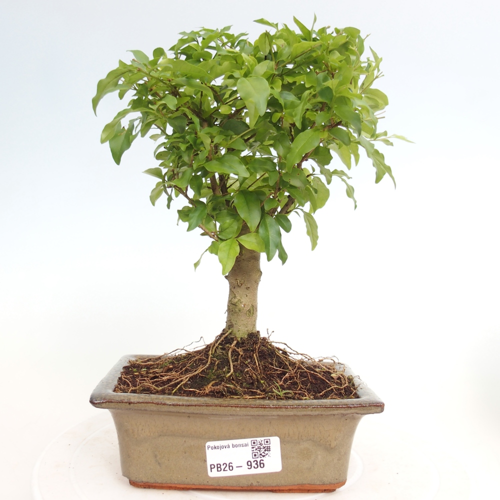 Zimmer Bonsai -Ligustrum chinensis - Vogelschnabel