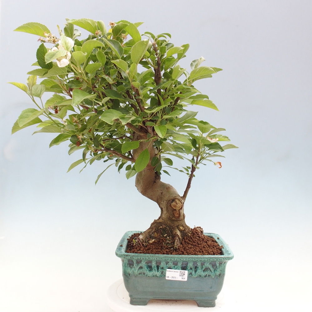 Outdoor-Bonsai -Malus halliana - Kleinfrüchtiger Apfelbaum