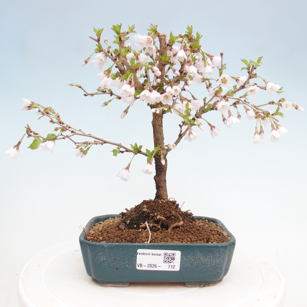 Bonsai für draußen - Prunus incisa Kojou-no mai-Plivon ausgeschnitten