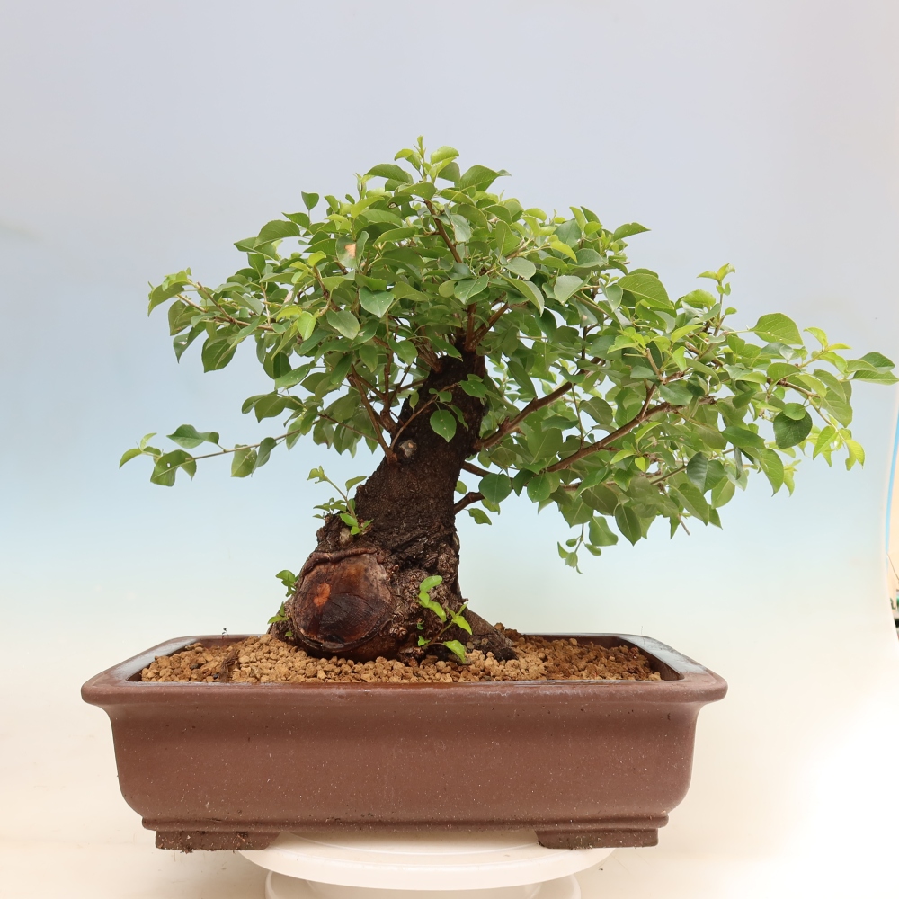 Bonsai für draußen - Mahalebka - Prunus mahaleb