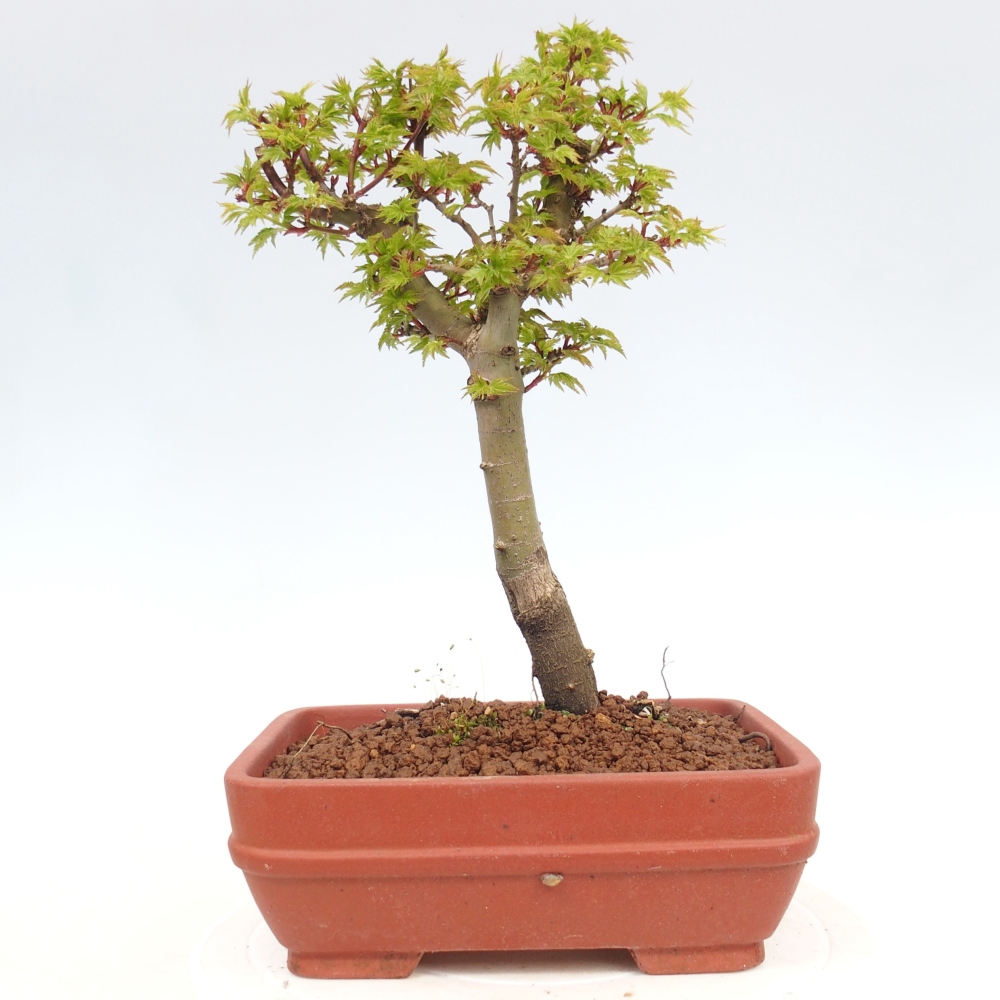 Bonsai für draußen -Javor-Palme Acer palmatum Shishigashira