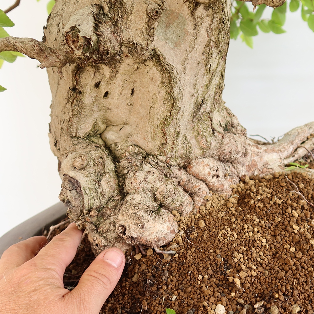 Bonsai für draußen - Karpinus Coreana - Koreanische Hainbuche