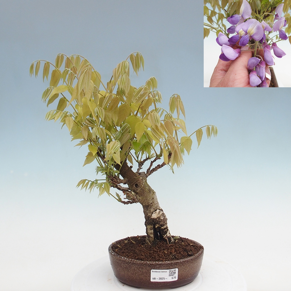 Bonsai für draußen - Wisteria floribunda