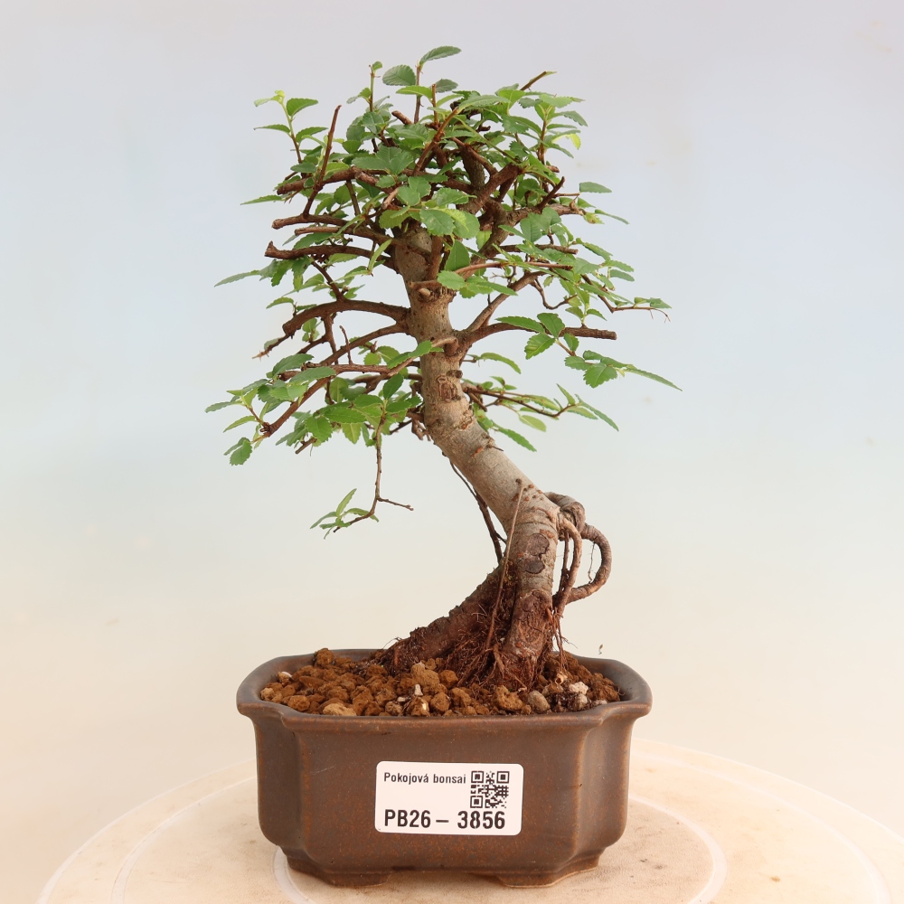 Zimmerbonsai - Ulmus parvifolia - Kleinblättrige Ulme
