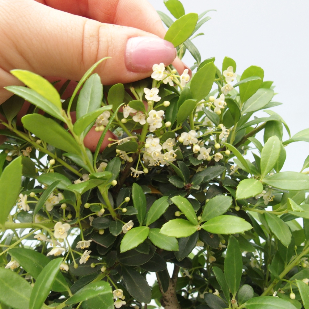 Zimmer Bonsai - Ilex crenata - Stechpalme